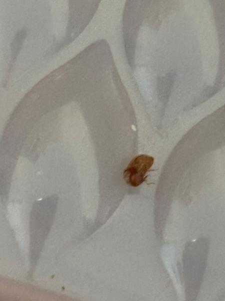 Čo je toto za hmyz?