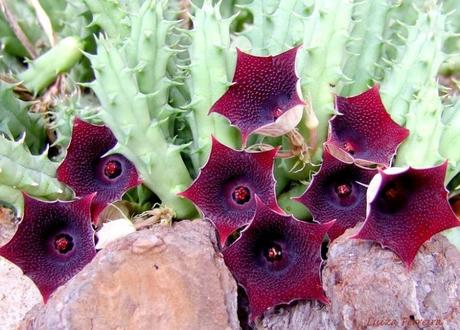 Stapelia mnoho druhov - sukulenty, 