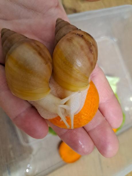 Lissachatina fulica hamillei rodatzi albinobody,