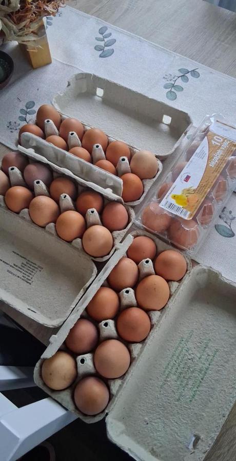 Domáce slepačie vajíčka, 