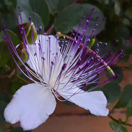 Kapara trnitá 11 ročné rastliny v črepníkoch, 