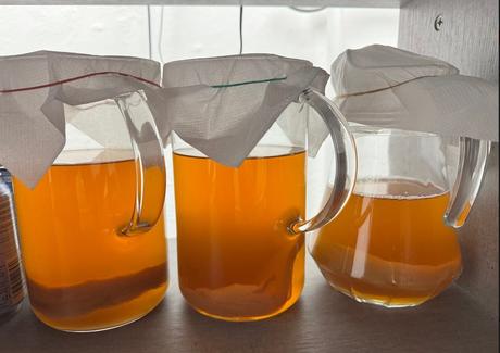 Čajová huba kombucha,