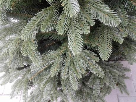 Vianočný stromček smrek sibírsky s 3d ihličím,