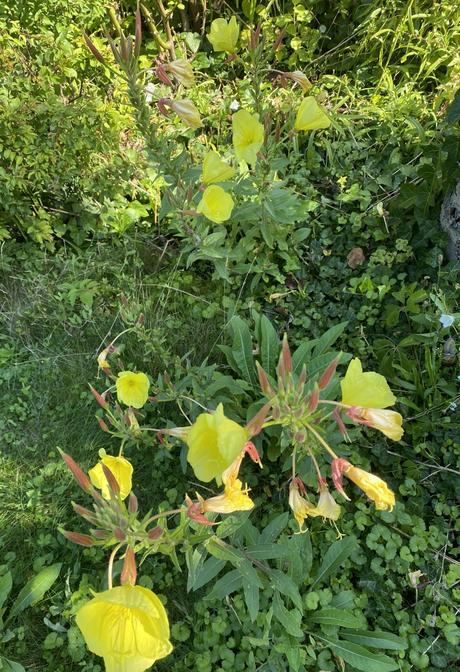 Pupalka veľkoplodá -oenothera macrocarpa - semená,