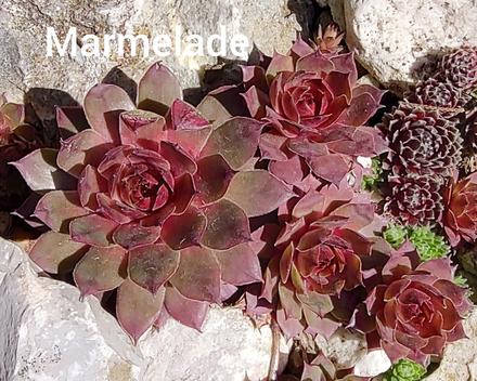 Sempervivum - skalná ruža,