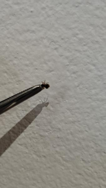 Čo je toto za hmyz?