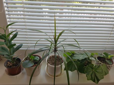 Vzdyzelene izbove kvety / rastlinky - rozne,