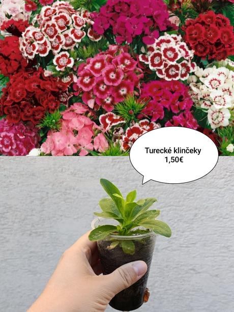 Priesady a cibuľky narcis, modrica,ľan, rudbekia,