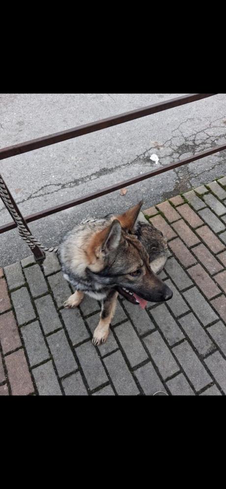 Darujem šteniatko českoslov.ovčiaka, 