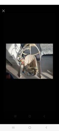 Bright starts ležadlo/hojdačka/kolíska bella vista, 