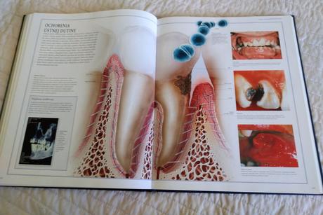 Veľký ilustrovaný atlas ľudské telo,