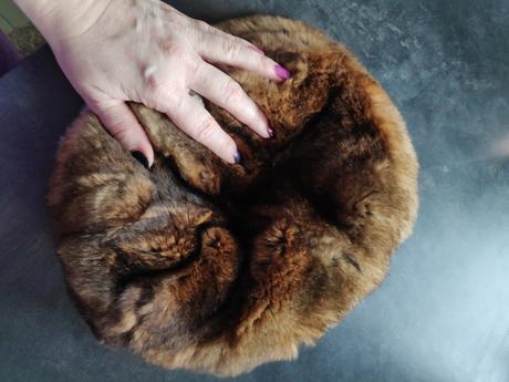 Ciapka panska kralik, l