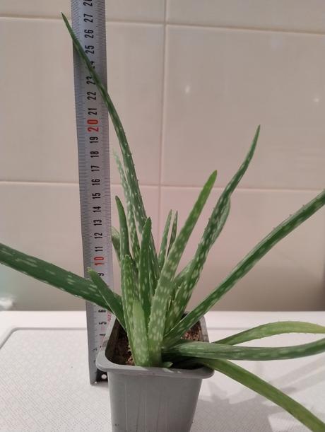 Rastlinka aloe,