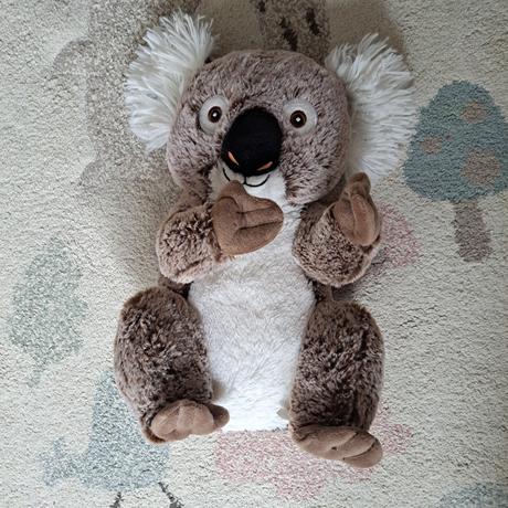 Koala, 
