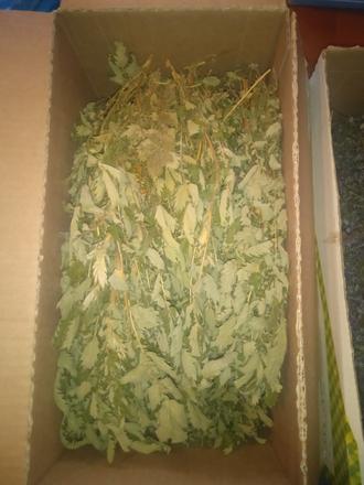 Sušený repik na čaj a iné..., 