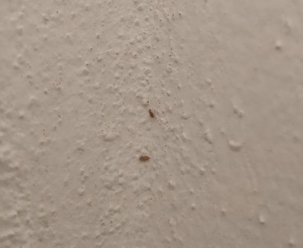 Dobrý deň vie mi niekto poradiť čo je toto za chrobaka a ako sa ho zbavím?