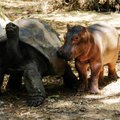 v roku 2004 sa v jednej z africkych prir