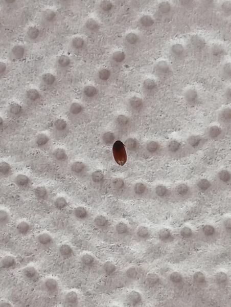 Našla som chrobáka vo svojom dome