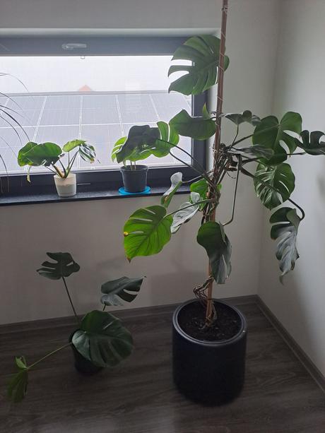 Monstera kvet, 40-50cm, 