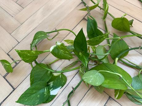 Predám rastlinu epipremnum aureum č.13,