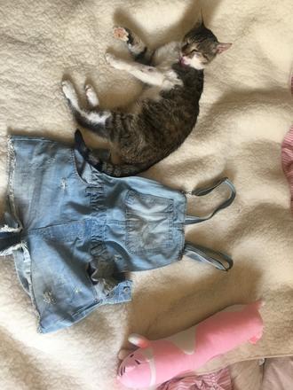 Rifľovú kraťasy na traky, bershka,m