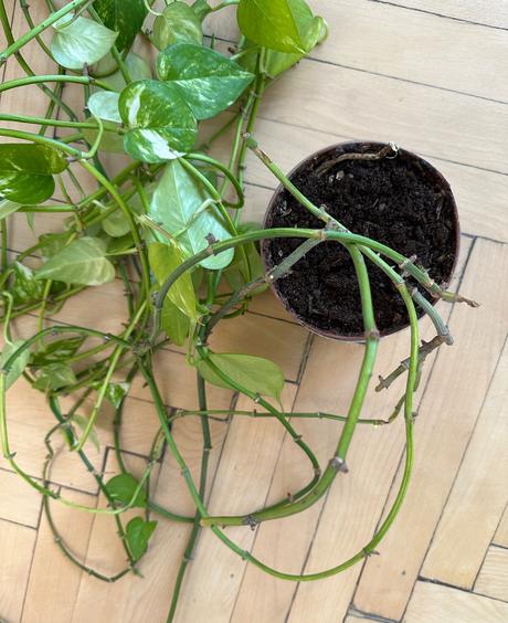 Rastlina epipremnum aureum č.14,