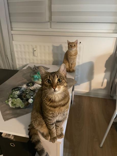 Lotta a rika hľadajú nový domov,