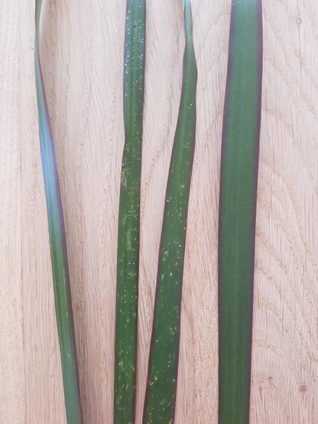 Dracena - bodky na listoch