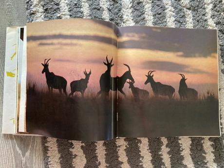 Lev nie je kráľom zvierat (1988),