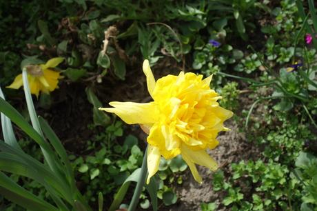 Narcis plnokvetý (10 ks/bal), 