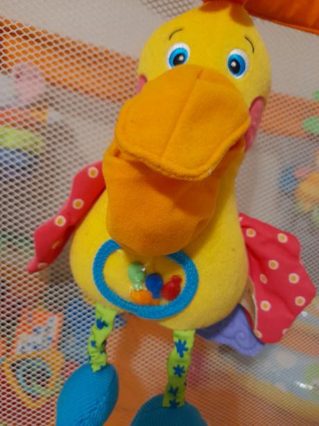 Veľký závesný pelikán,