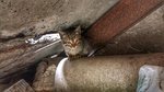 Veterinárka spravila chybu. Ako postupovať?
