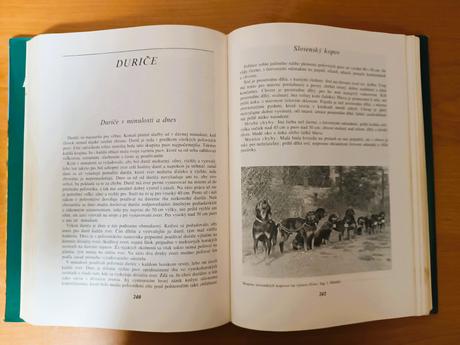K.slimák, j.duchaj - poľovnícke psy (1982), 