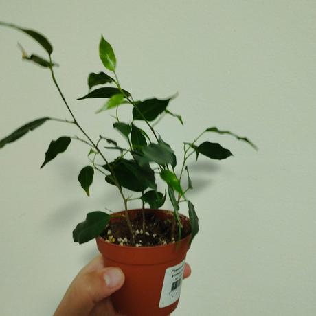 Fikus benjamina, 