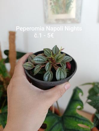 Izbový kvet - peperomia napoli night, 