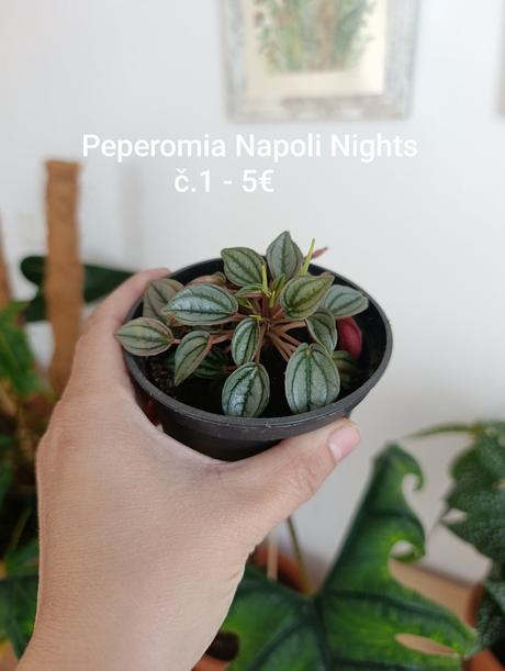 Izbový kvet - peperomia napoli night, 