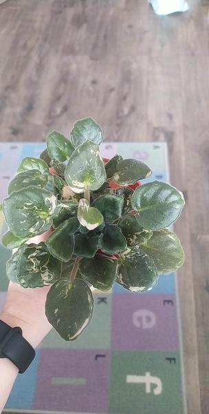 Čo je týmto fialkam?