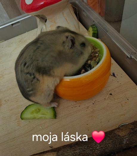 Ubikácia pre škrečka s výbavou,