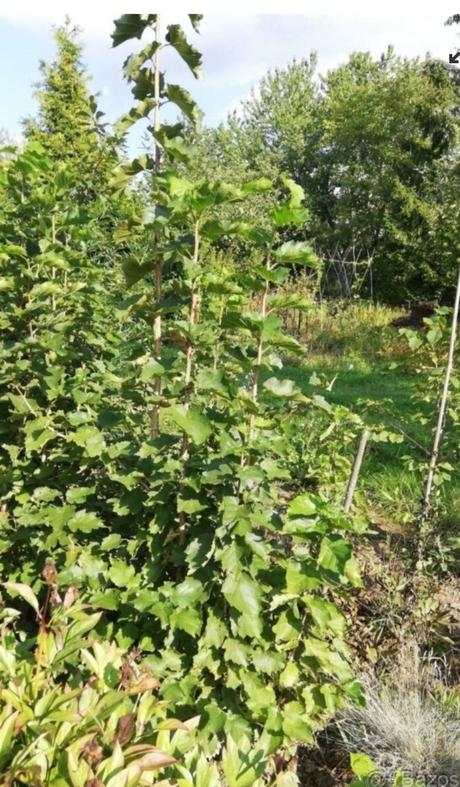 Lieska turecká stromčeky, 