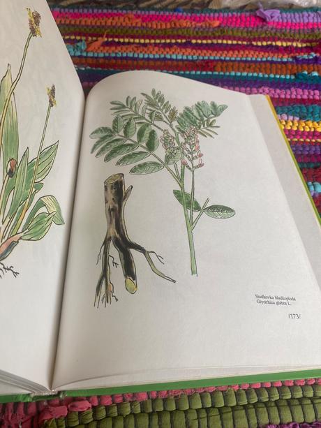 Zázrak menom fytoterapia liečivé byliny, 