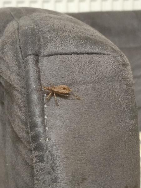 Čo je to za chrobáka?