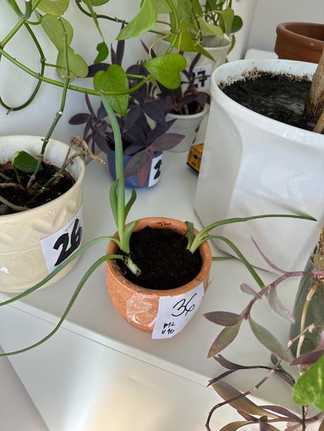 Predám rastlinu aloe č. 36, 