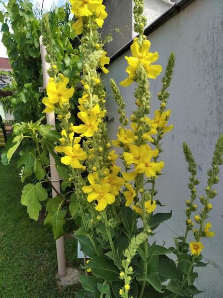 Divozel velkokvety - tinktura, 