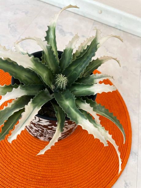 Črepník  so sukulentom, 