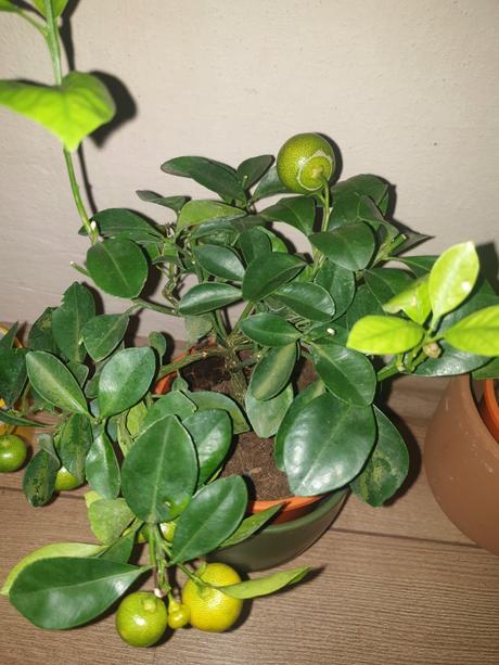 Rastliny citrus ,kaktus...ks/5.90 teraz zlava 4.90,