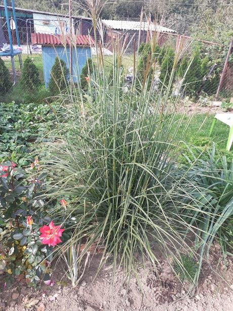 Vysoká okrasná tráva,