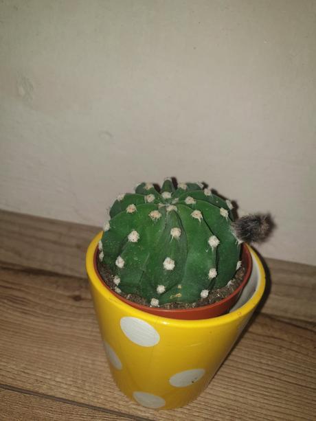 Rastliny citrus ,kaktus...ks/5.90 teraz zlava 4.90,