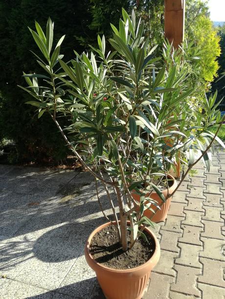 Živé kvety - oleander,