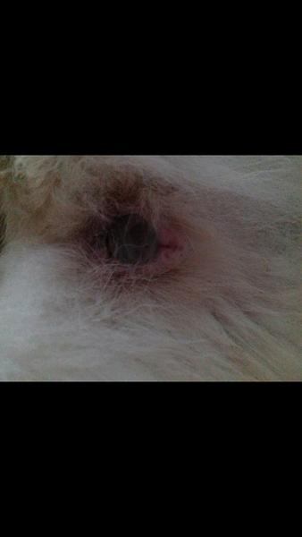 Fenke niečo vychádza z pošvy