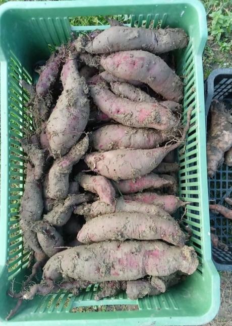 Sadeničky/priesady fialové bataty, 